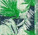 126 001 PALMS 5.webp