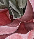 LS Tulip Soul.webp